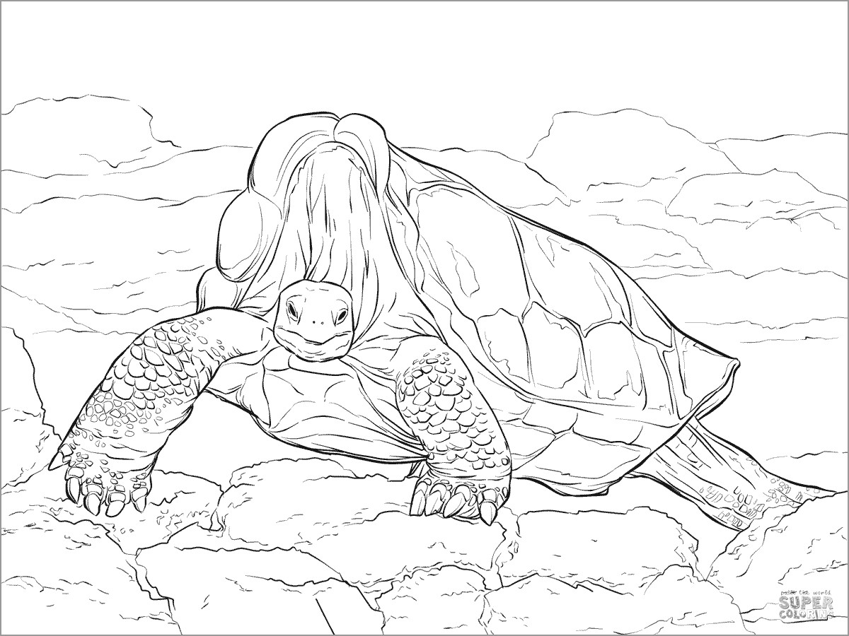 Lonesome George Pinta island Giant tortoise Coloring Page