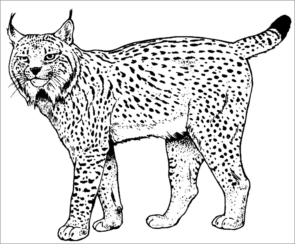 Lynx Coloring Pages for Adults