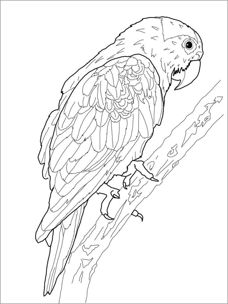 Macaw Bird Coloring Page