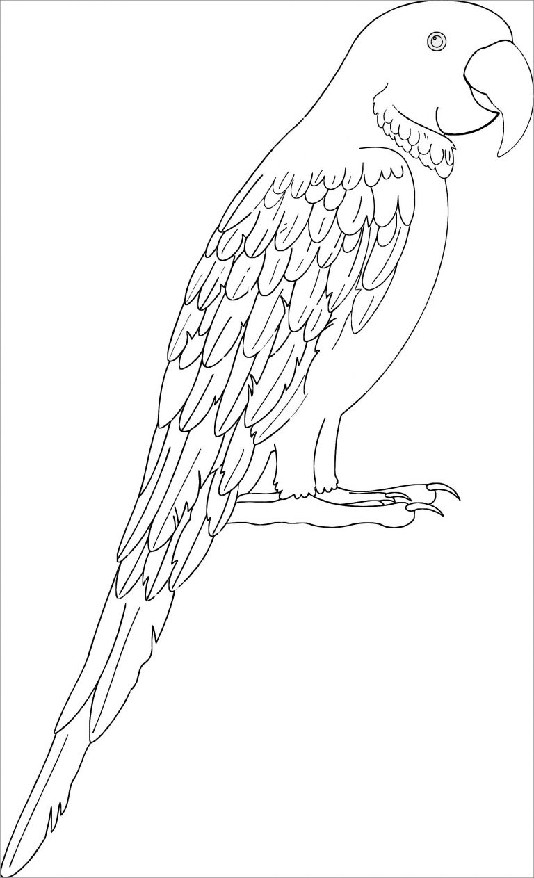 Macaw Coloring Pages to Print - ColoringBay