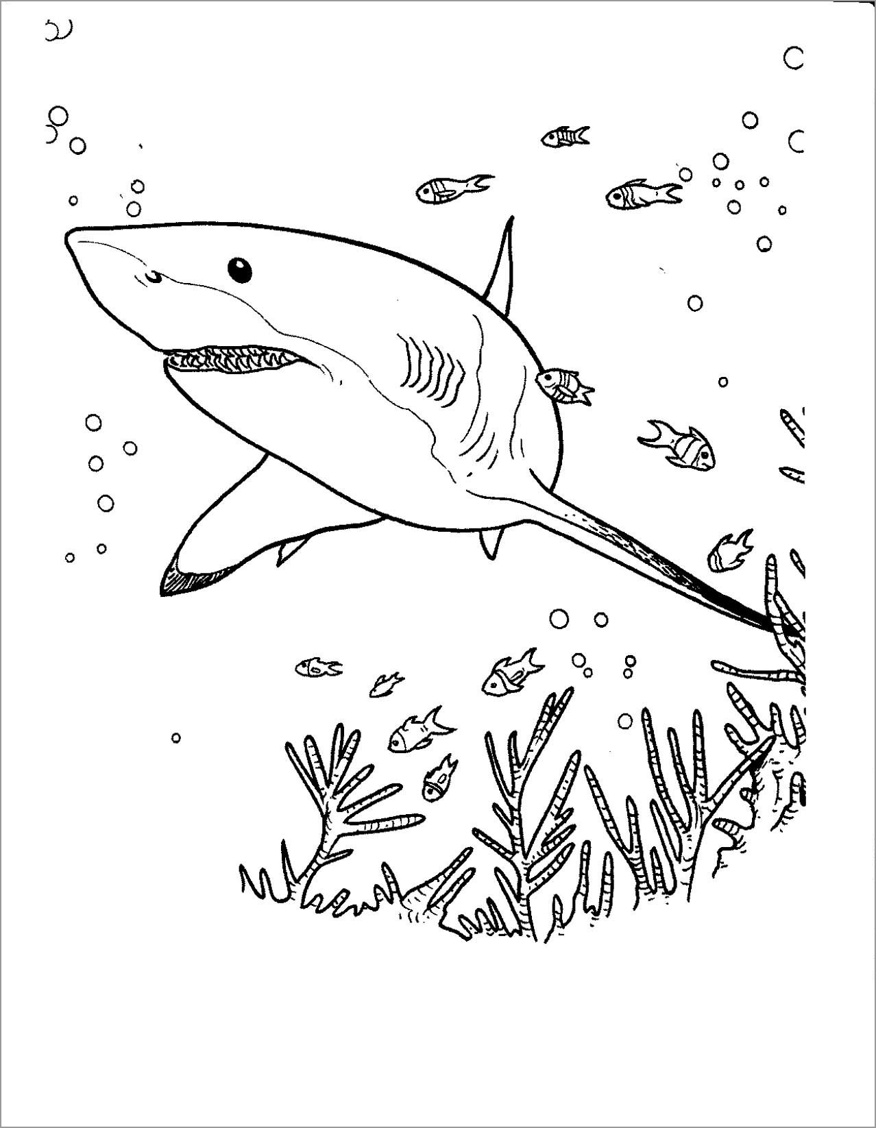 Megalodon Shark Coloring Page   ColoringBay