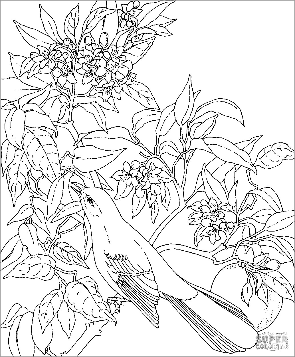 Mockingbird Coloring Page to Print