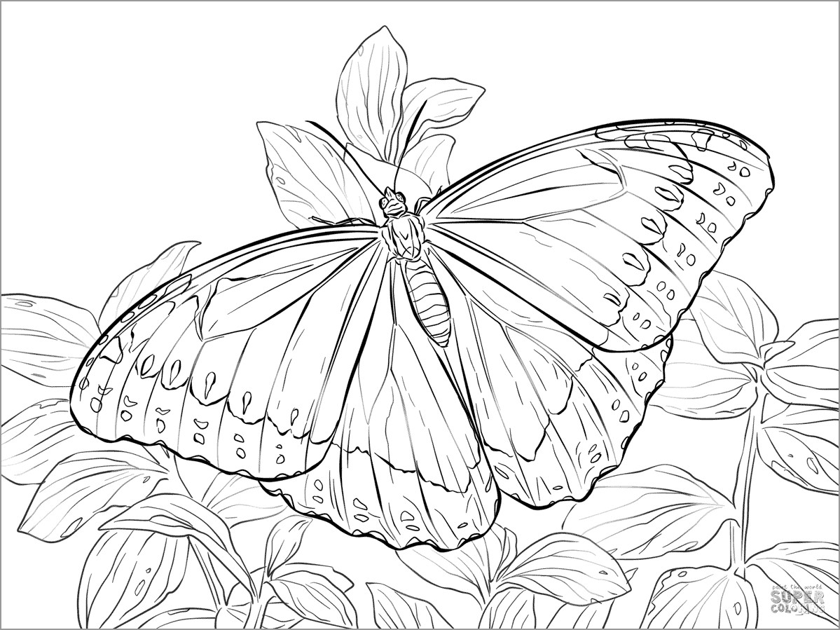 Morpho Peleides butterfly Coloring Page
