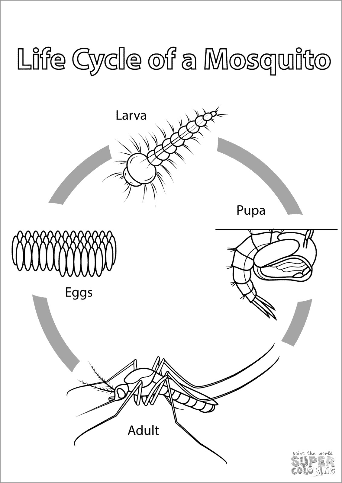Mosquito Life Cycle Coloring Page