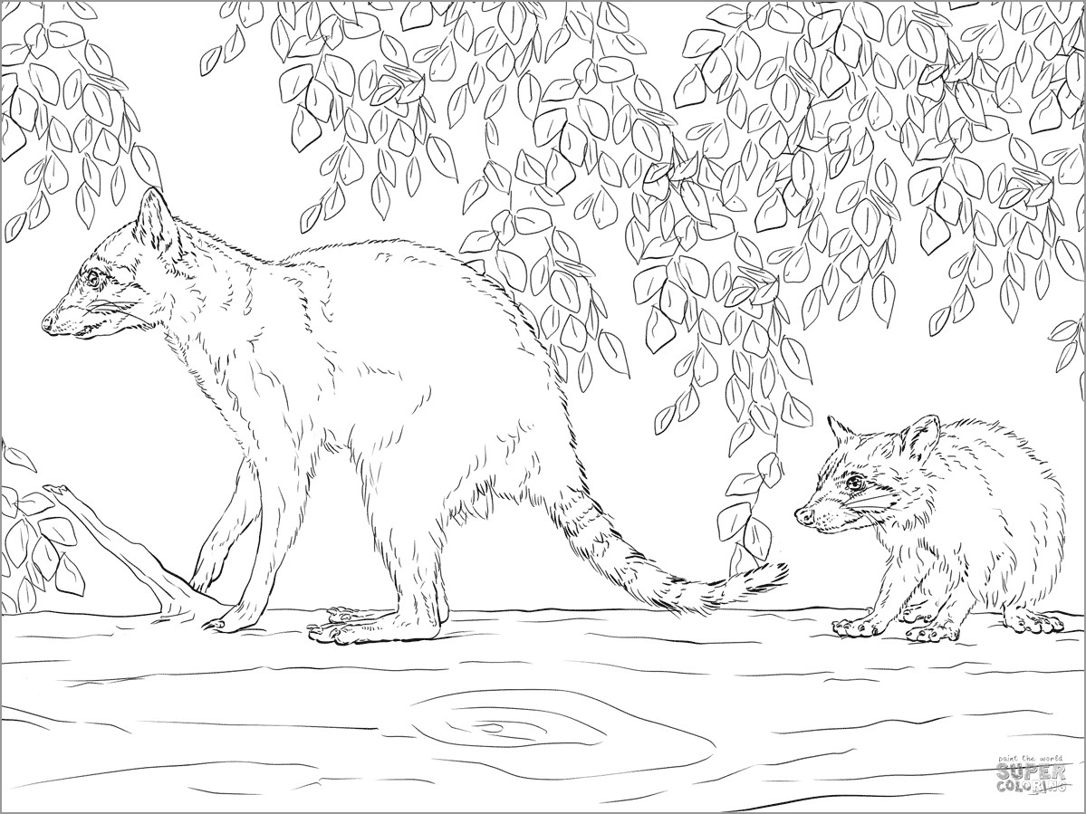 Mother and Baby Raccoon Coloring Page for Adult
