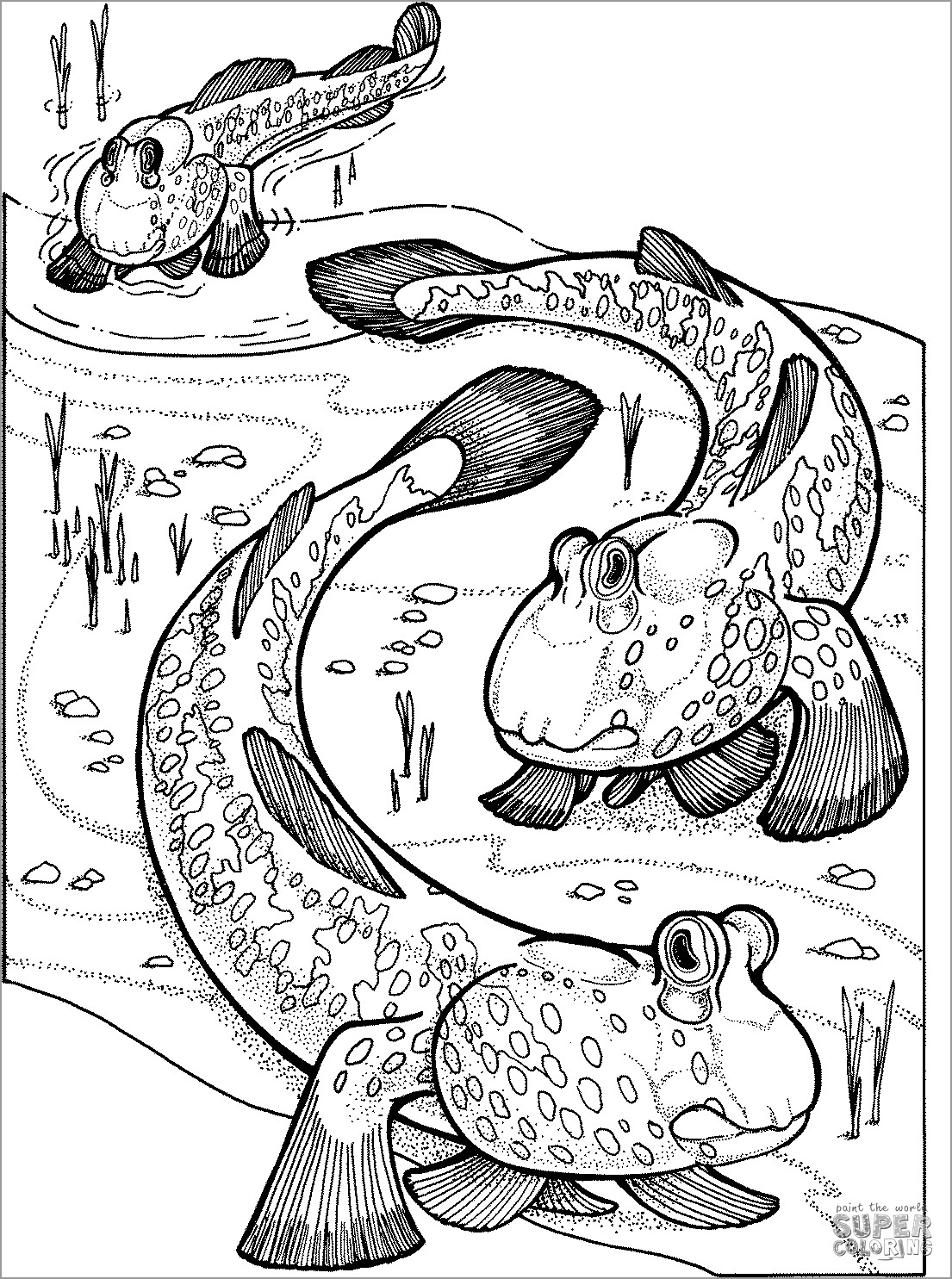 Mudskipper Coloring Page to Print