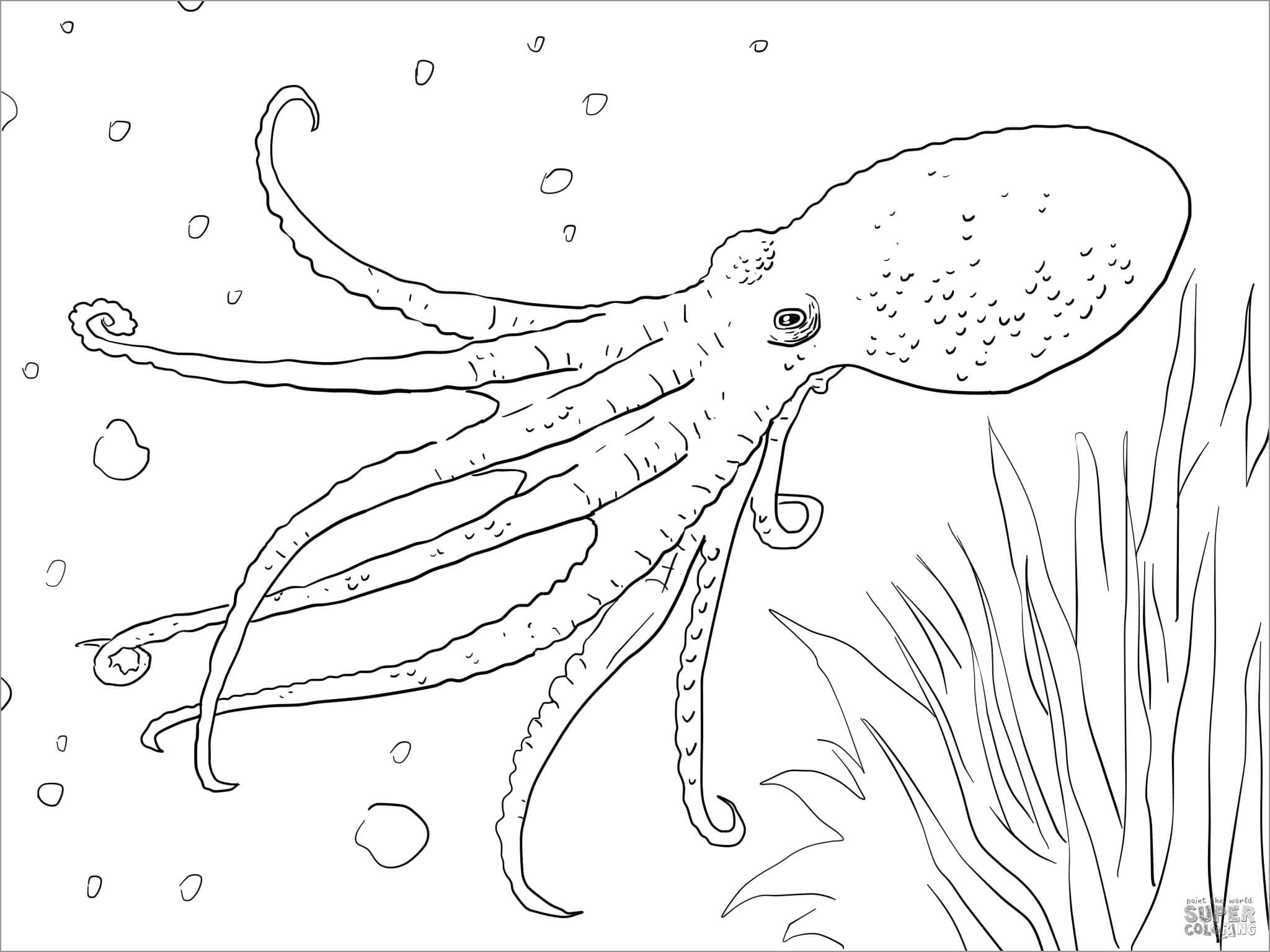 Musky Octopus Coloring Page