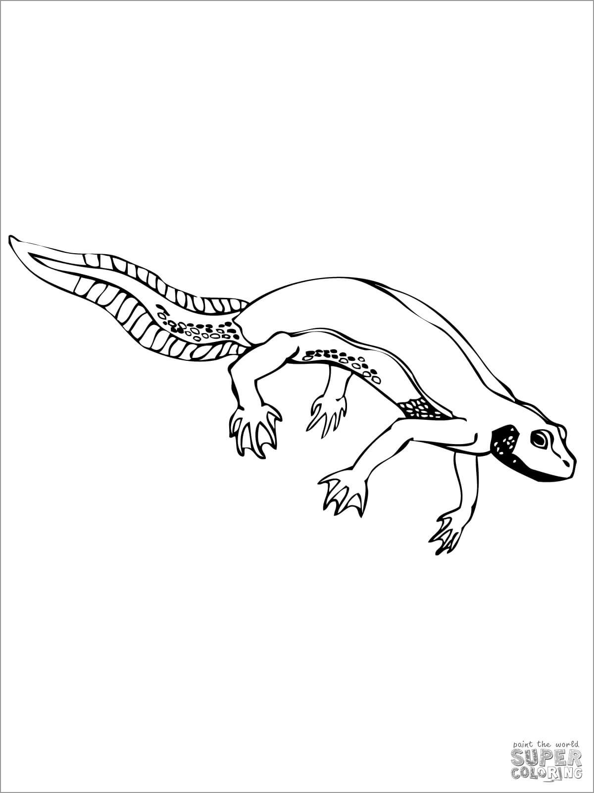 Newt Salamander Coloring Page for Kids