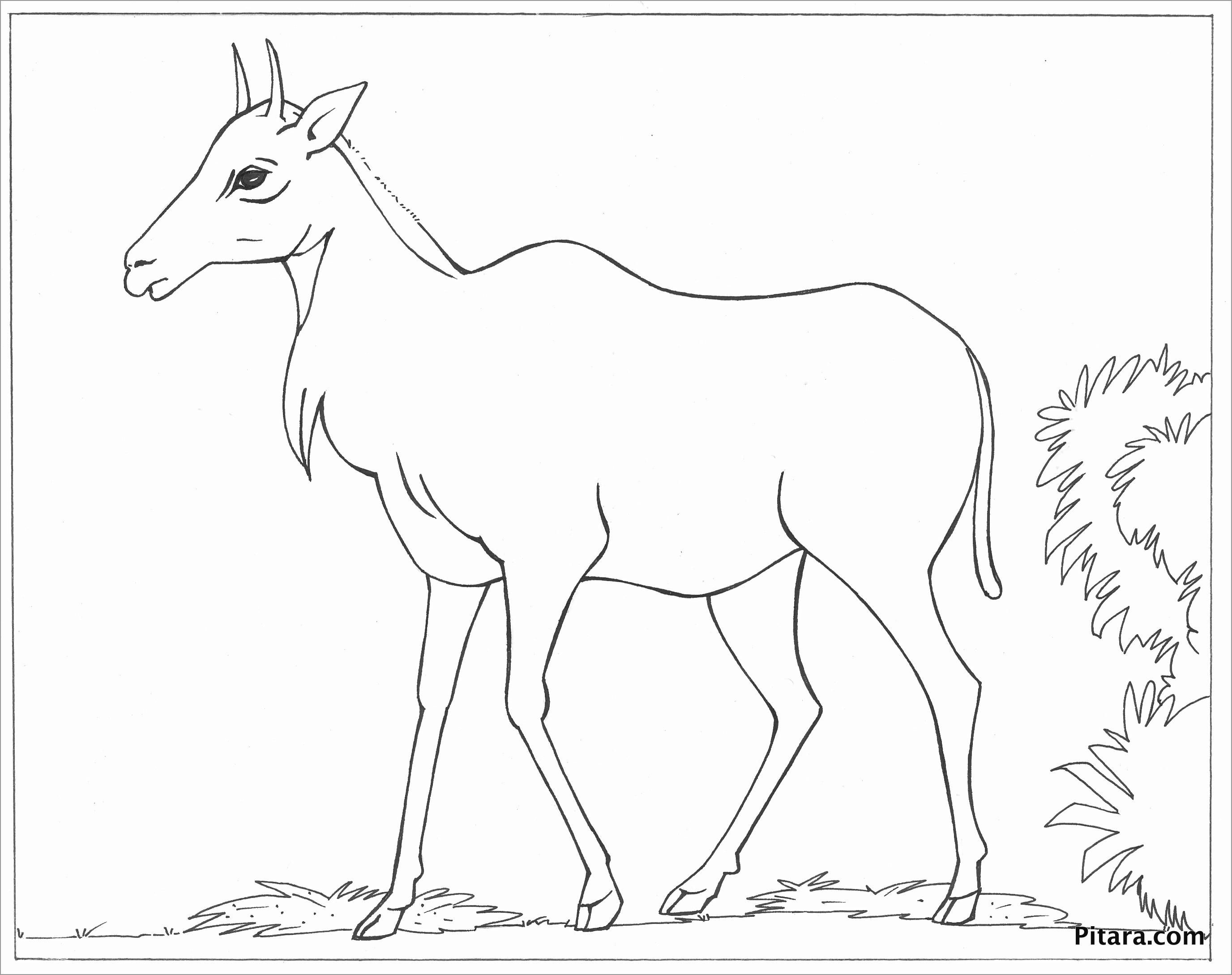 Nilgai asian Antelope Coloring Page