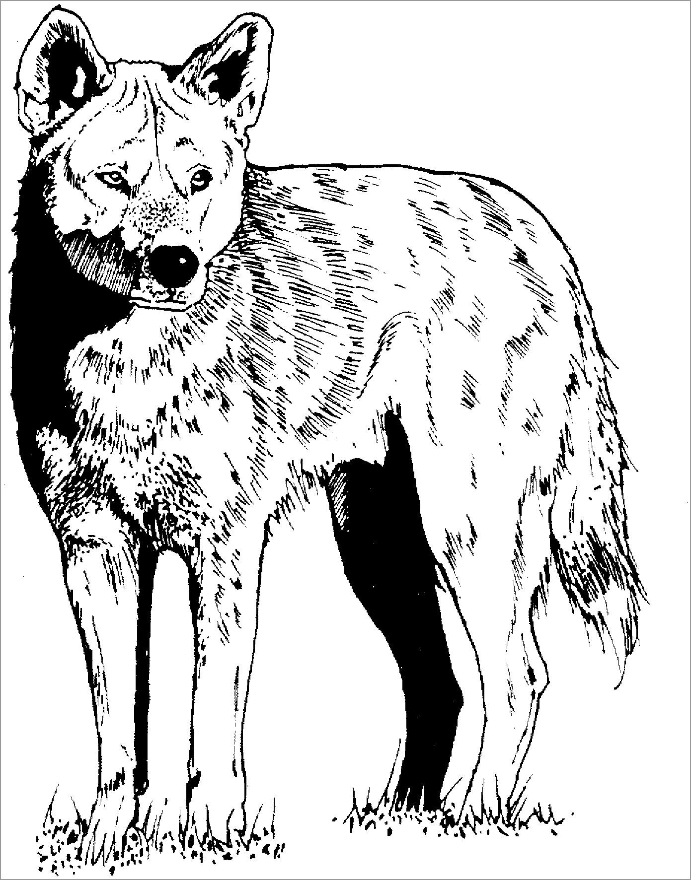 North American Realistic Coyote Coloring Page