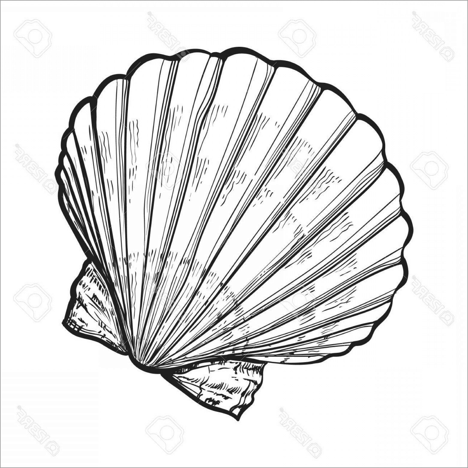 Open Clam Shell Coloring Page