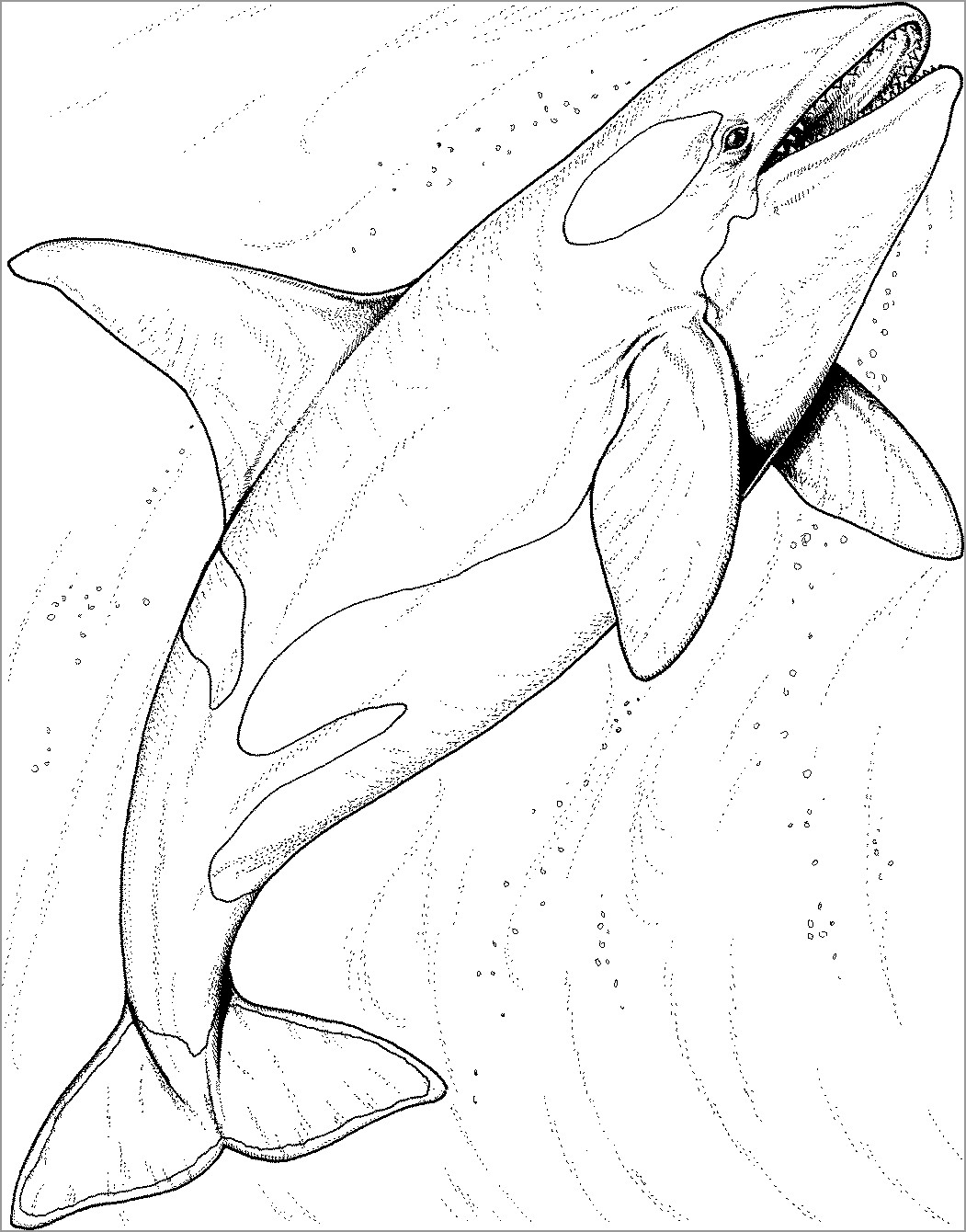 Orca Whale Coloring Page for Kids
