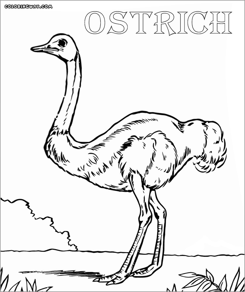 Ostrich Coloring Pages Free