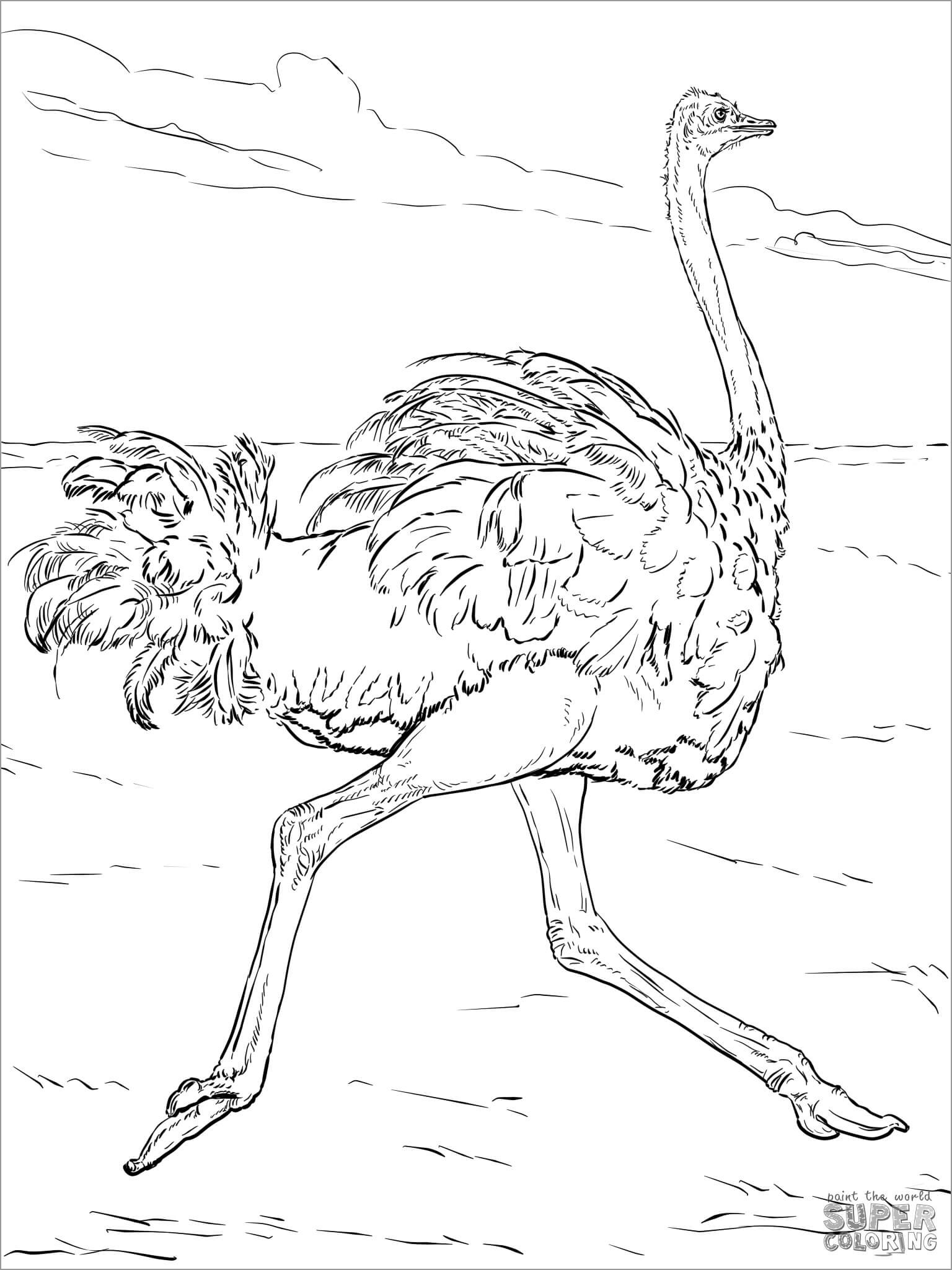 Ostrich Desert Animals Coloring Page