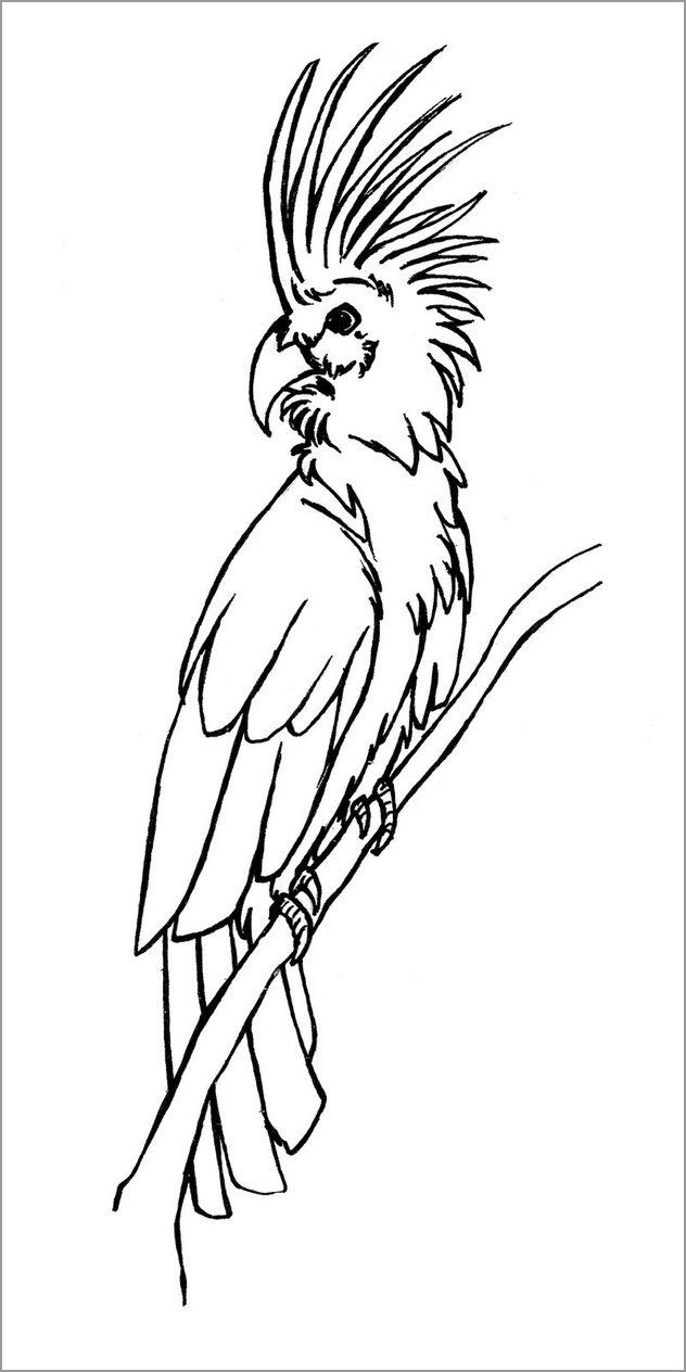 cockatoos coloring pages  coloringbay
