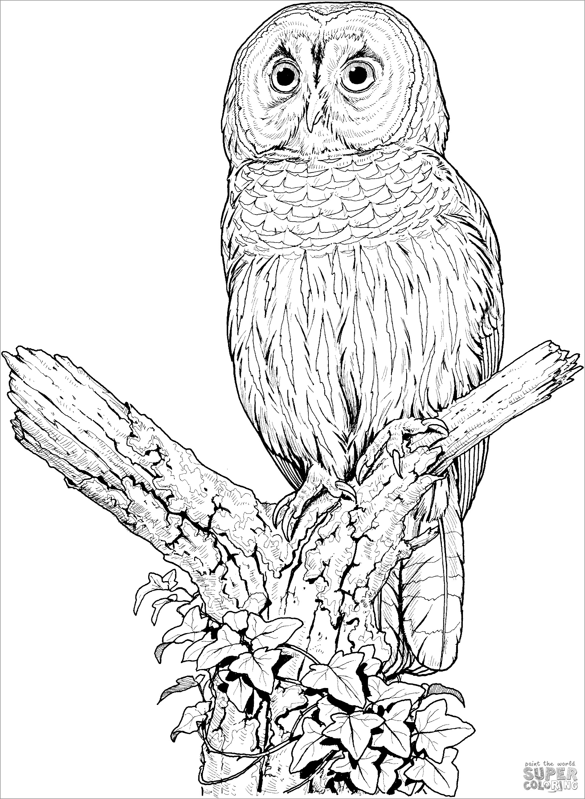 Perched Barred Owl Coloring Page