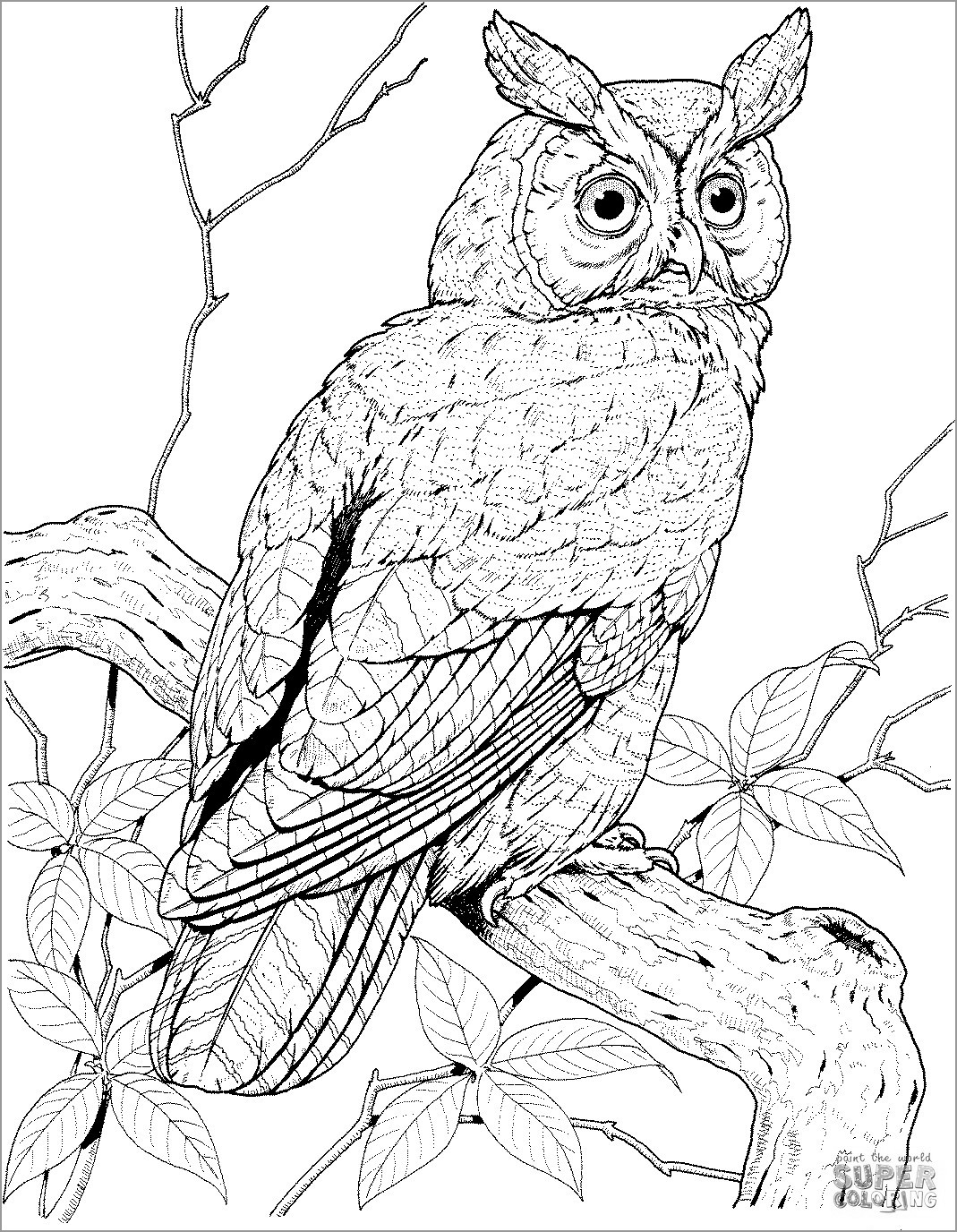 Perched Long Eared Owl Coloring Page