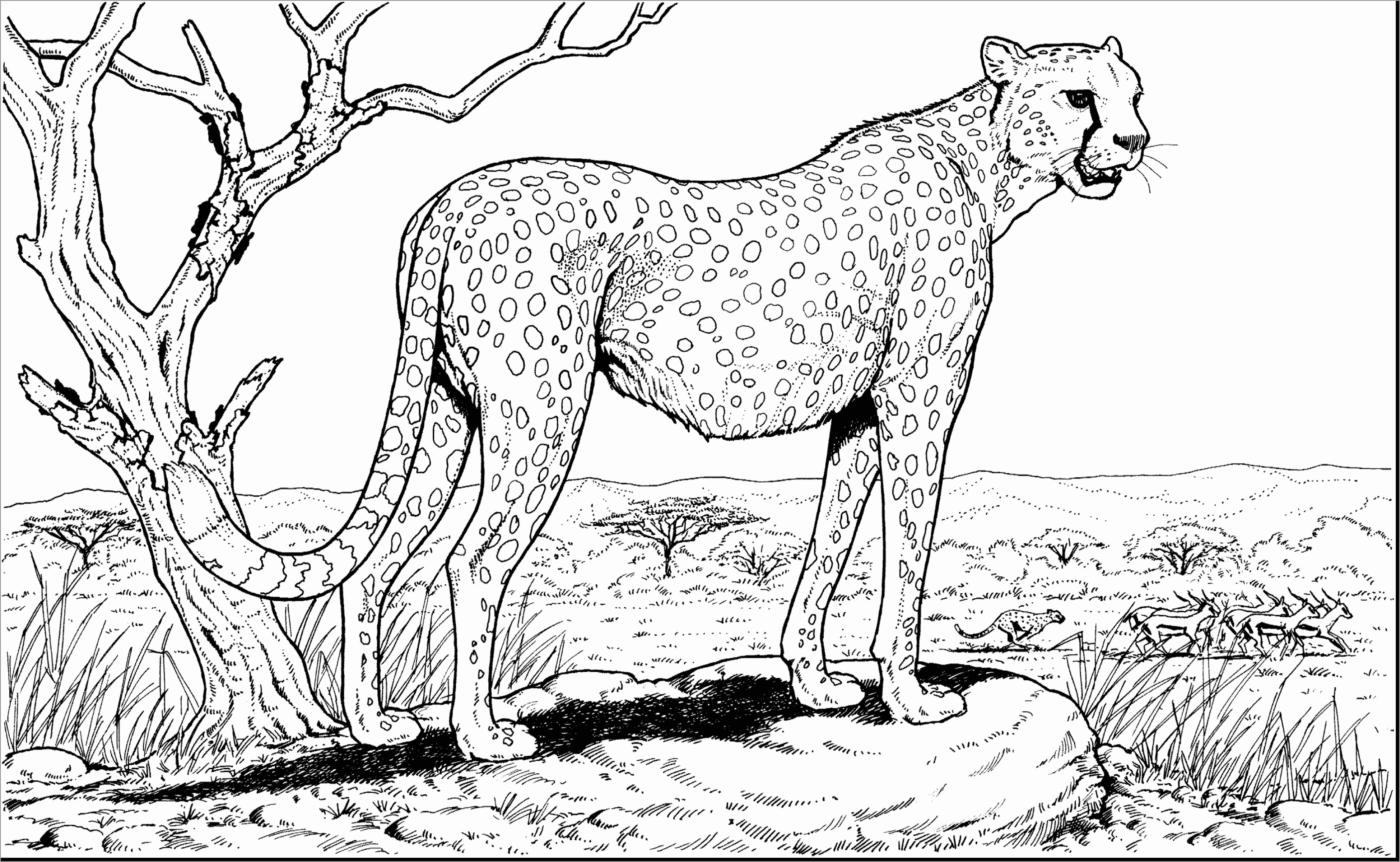 Perspective Cheetah Coloring Page