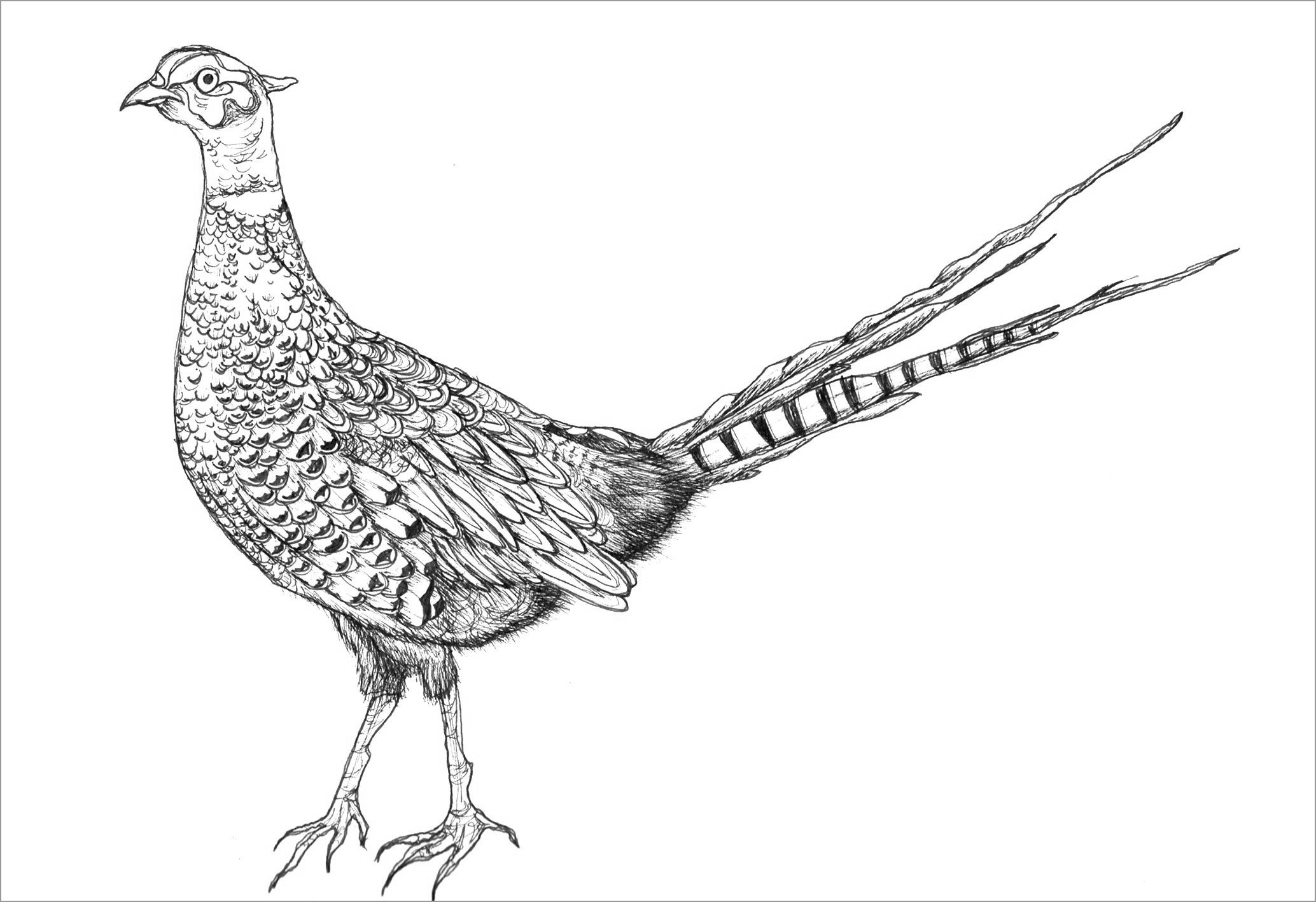 Pheasants Coloring Page for Adult