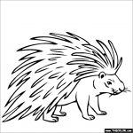 Porcupine Coloring Page for Kids - ColoringBay