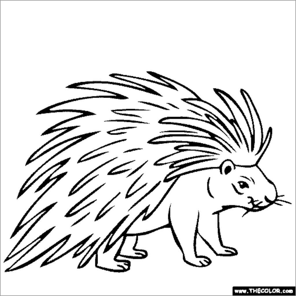 Porcupine Coloring Page for Kids