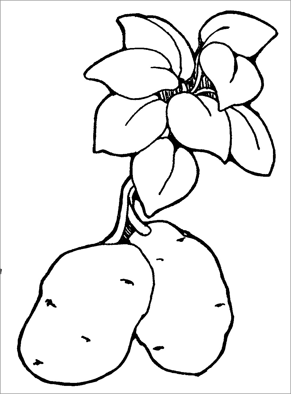 Potato Plant Coloring Page for Kids