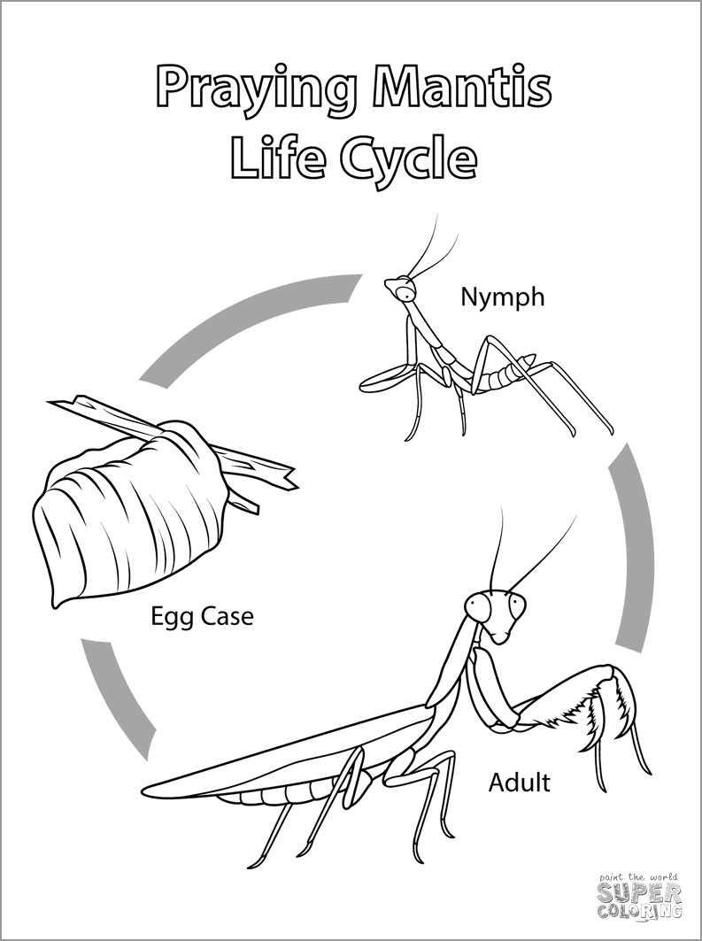 Praying Mantis Life Cycle Coloring Page