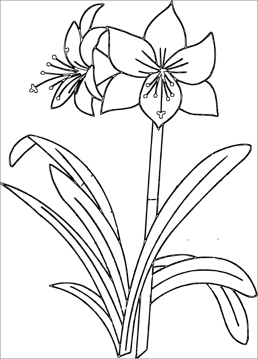 Printable Amaryllis Coloring Page