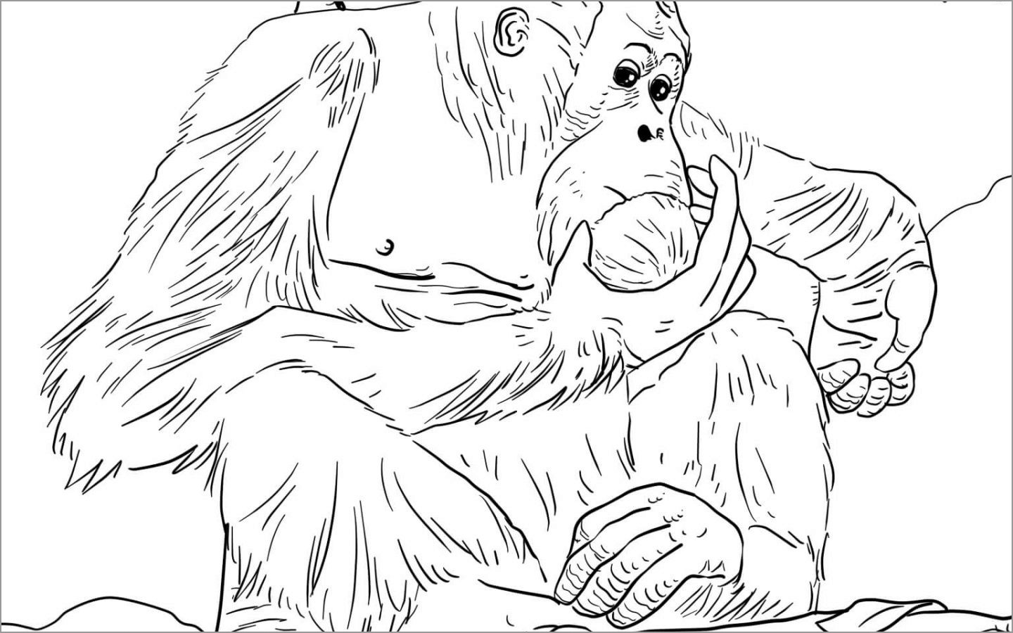 Printable Apes Coloring Page