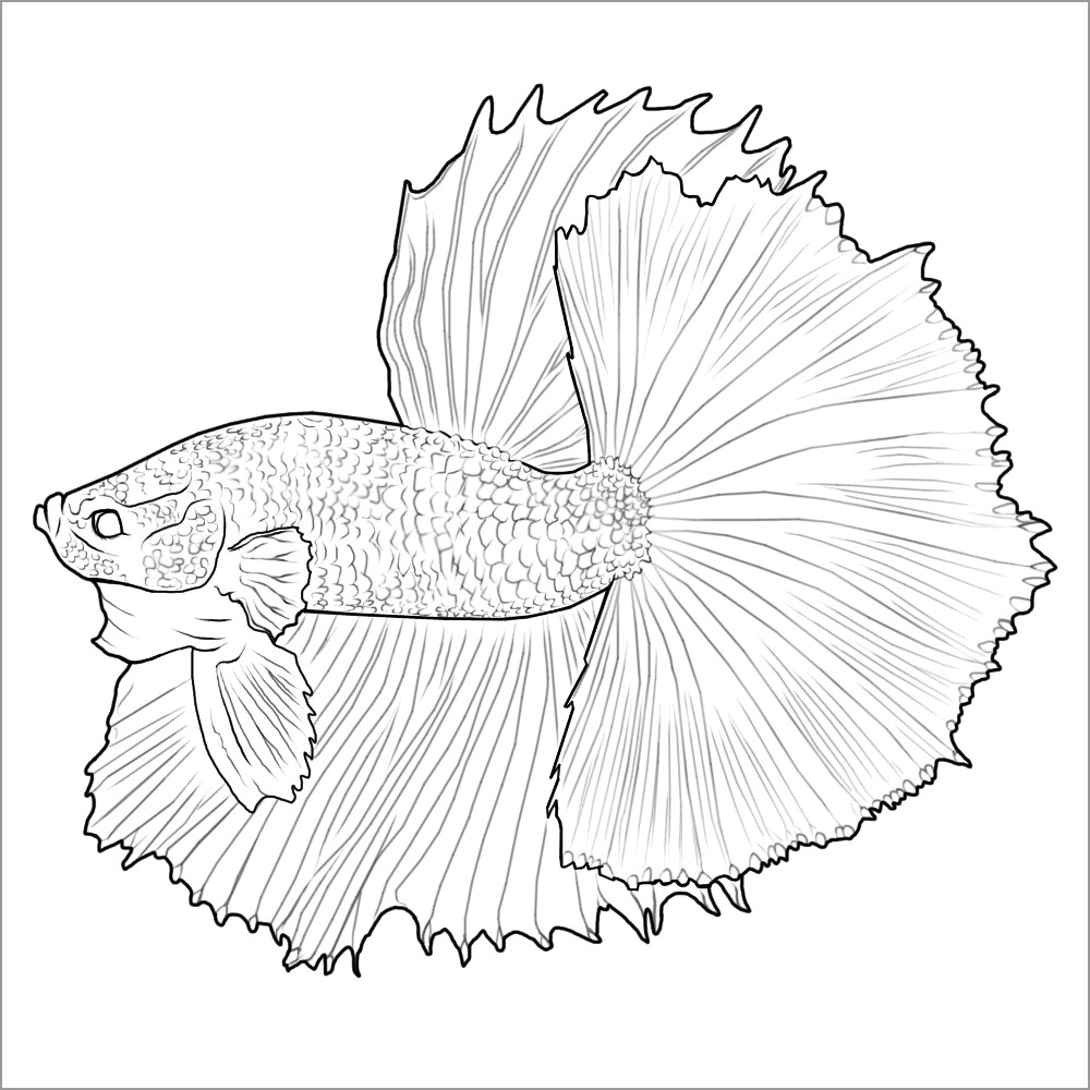Betta Fish Coloring Pages