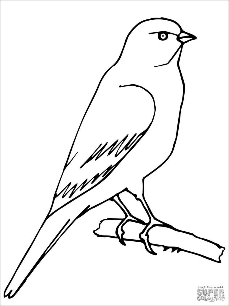 Perched Canary Bird Coloring Page - ColoringBay