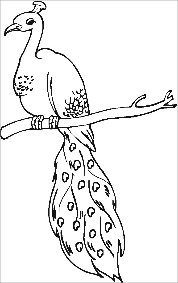 Printable Cartoon Peacock Coloring Pages