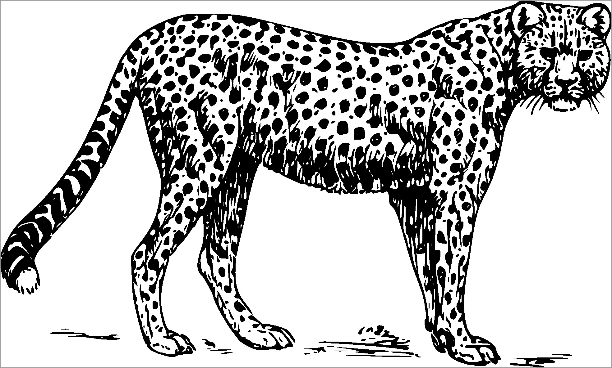 Printable Cheetah Coloring Page   ColoringBay