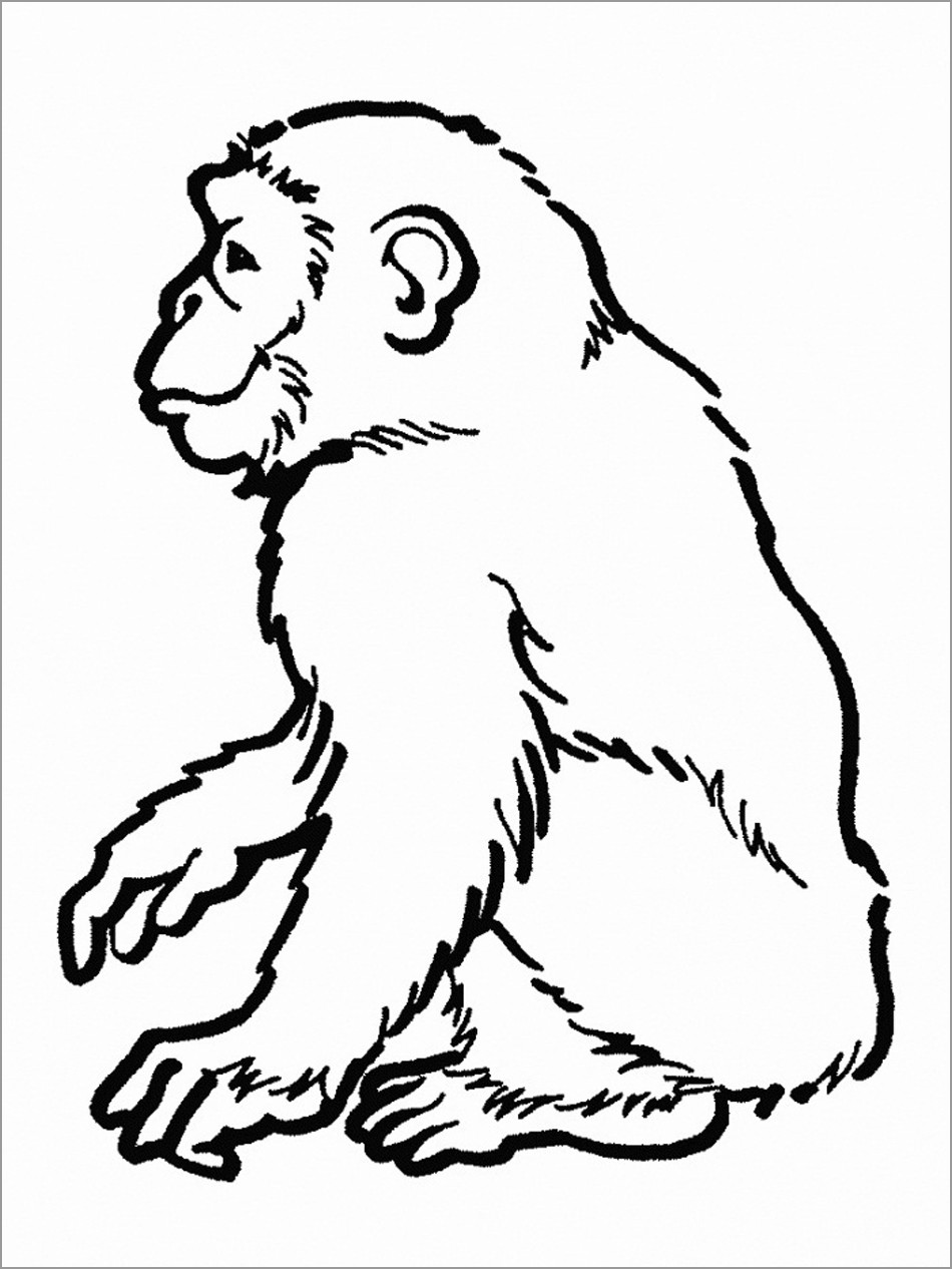 Printable Chimpanzee Coloring Pages for Kids