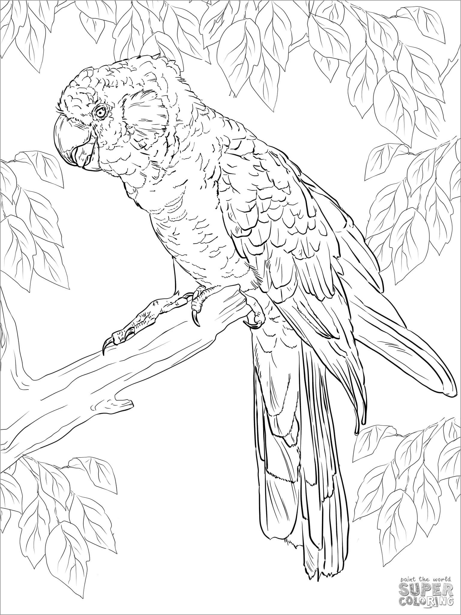 Printable Cockatoos Coloring Page