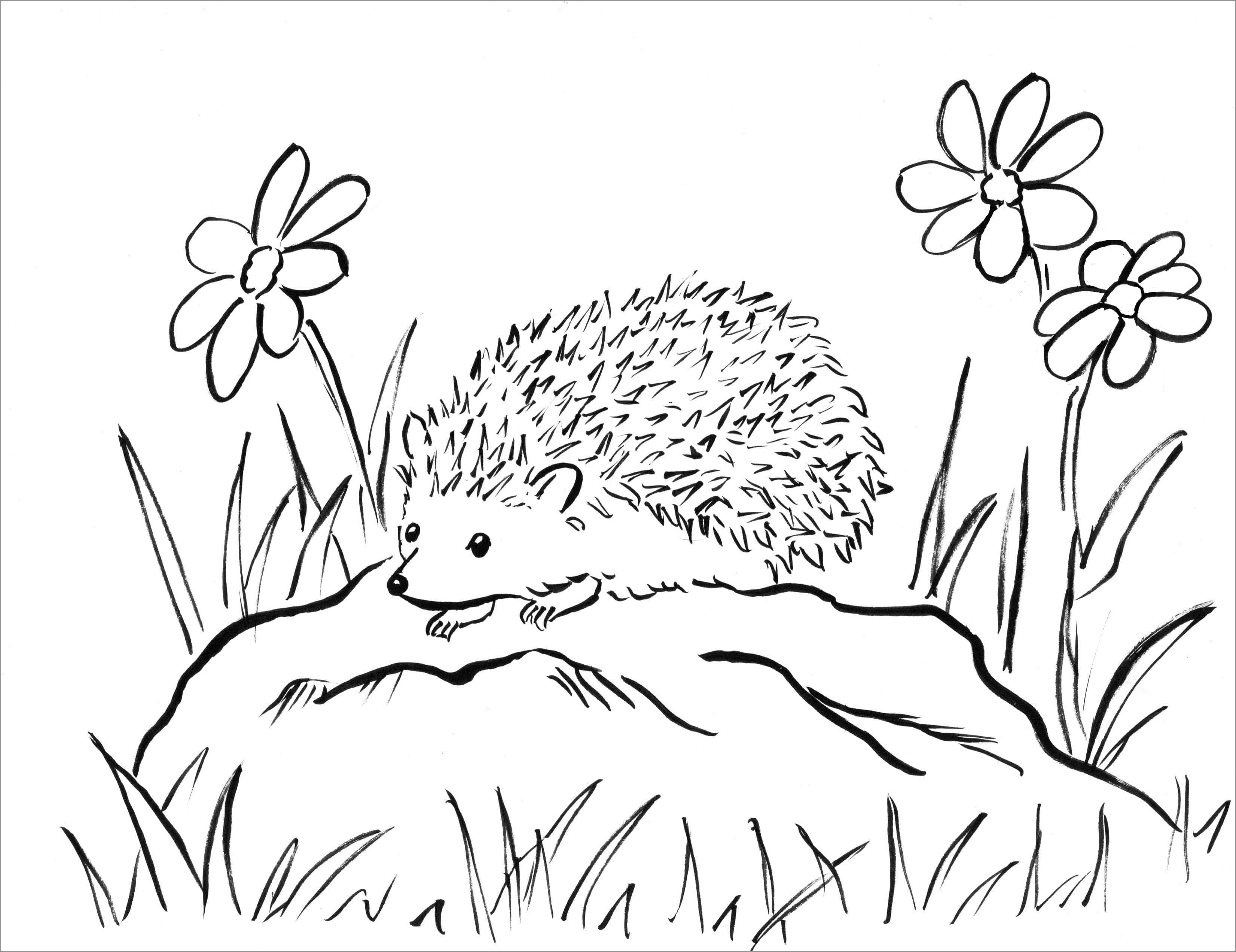 Printable Coloring Page Of A Porcupine