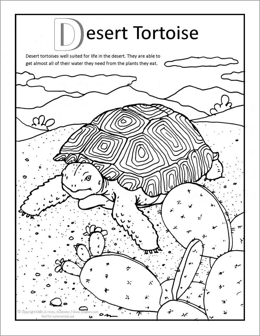 Printable Coloring Pages Of Desert tortoise
