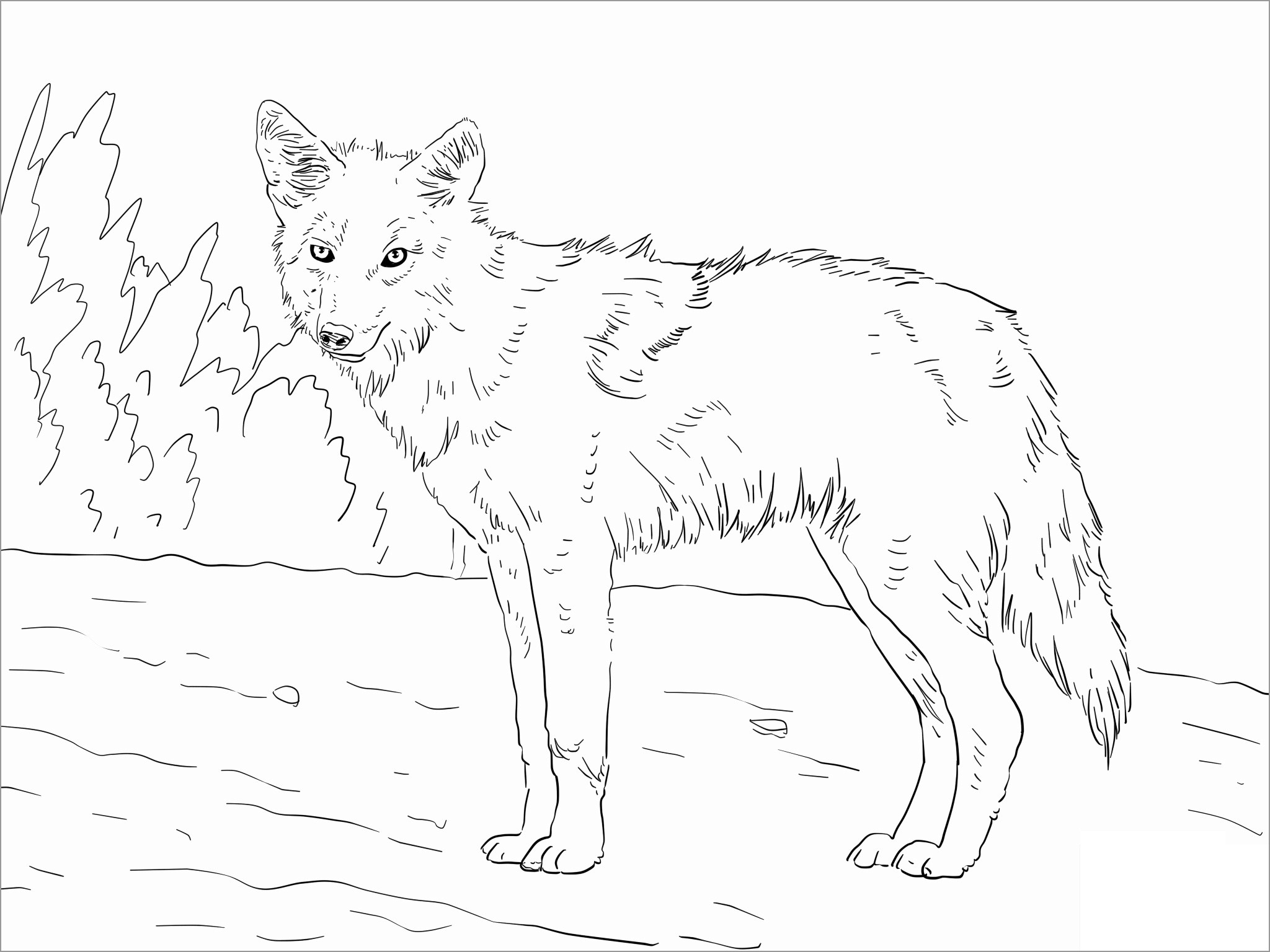 Printable Coyote Coloring Pages for Kids