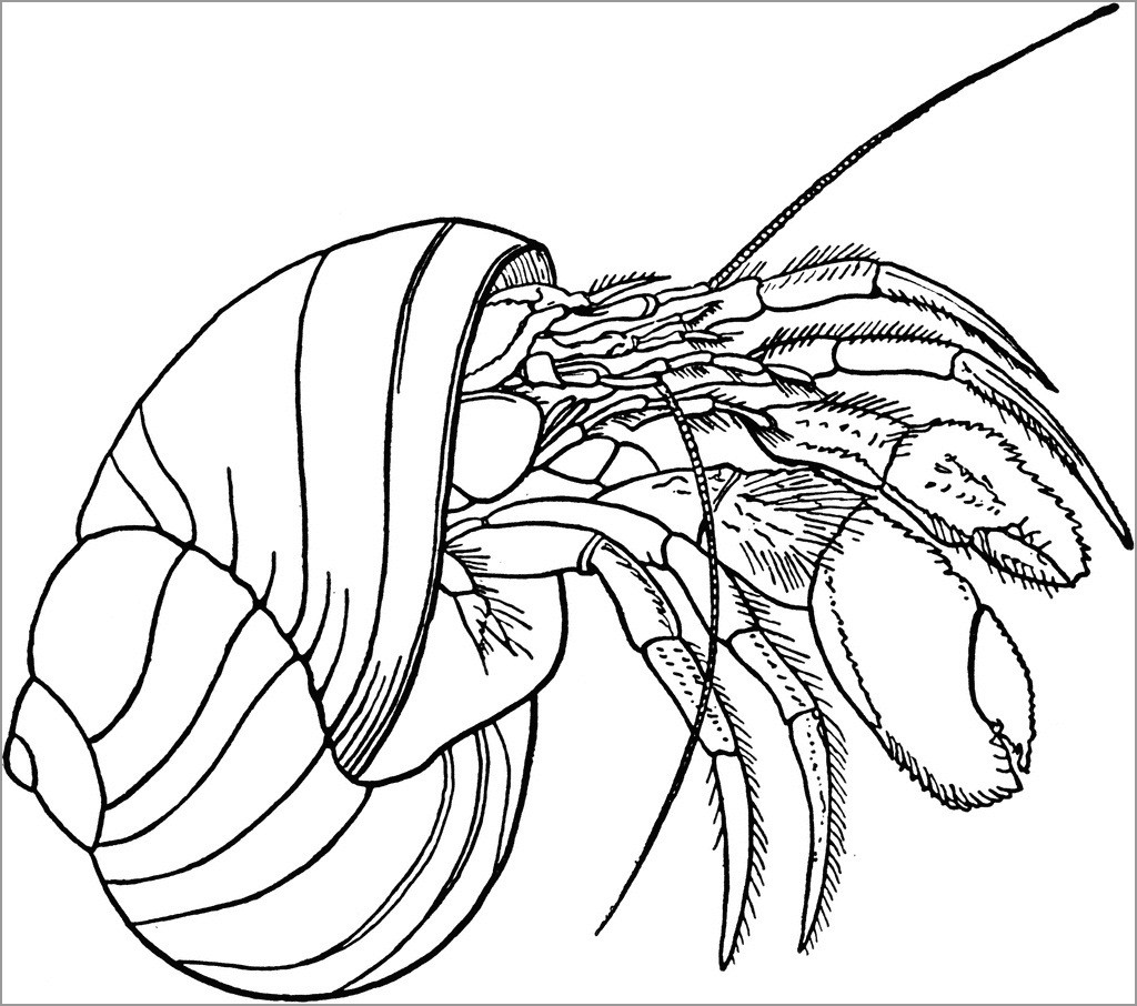 Printable Hermit Crab Coloring Page for Adult