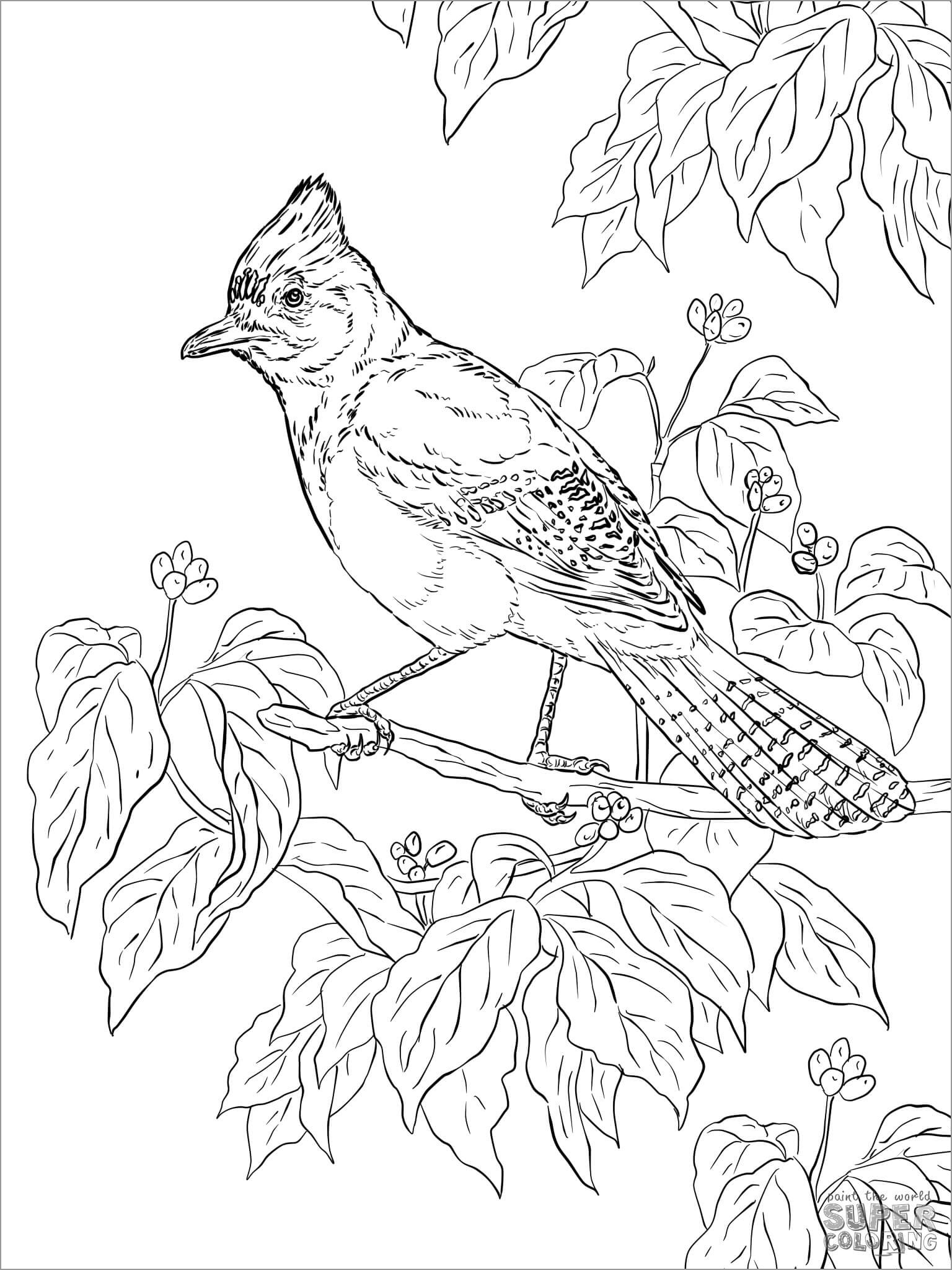 Blue Jay Coloring Page 