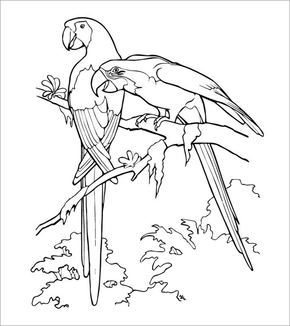 Printable Macaw Coloring Pages for Adults