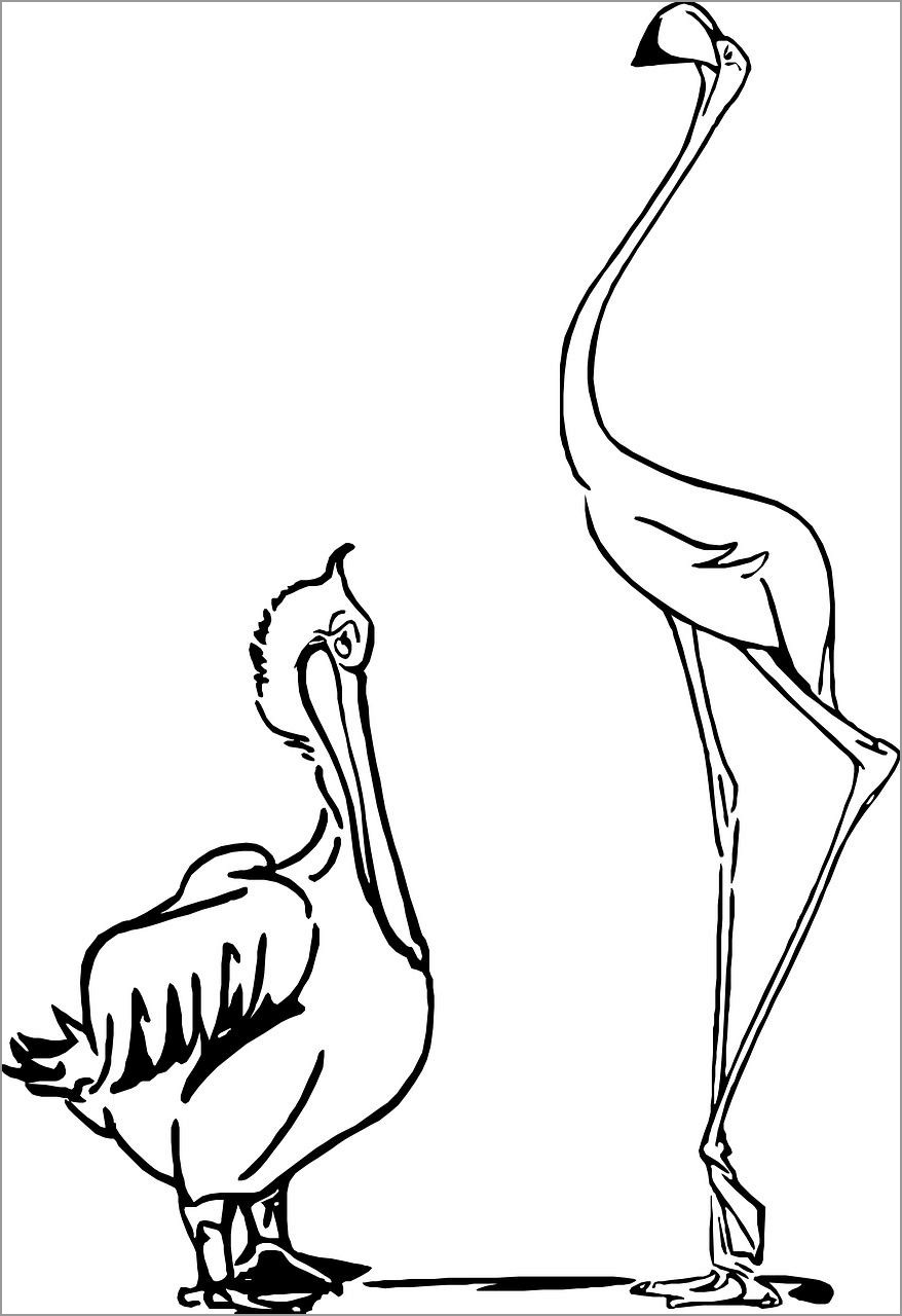 Printable Pelicans Coloring Page