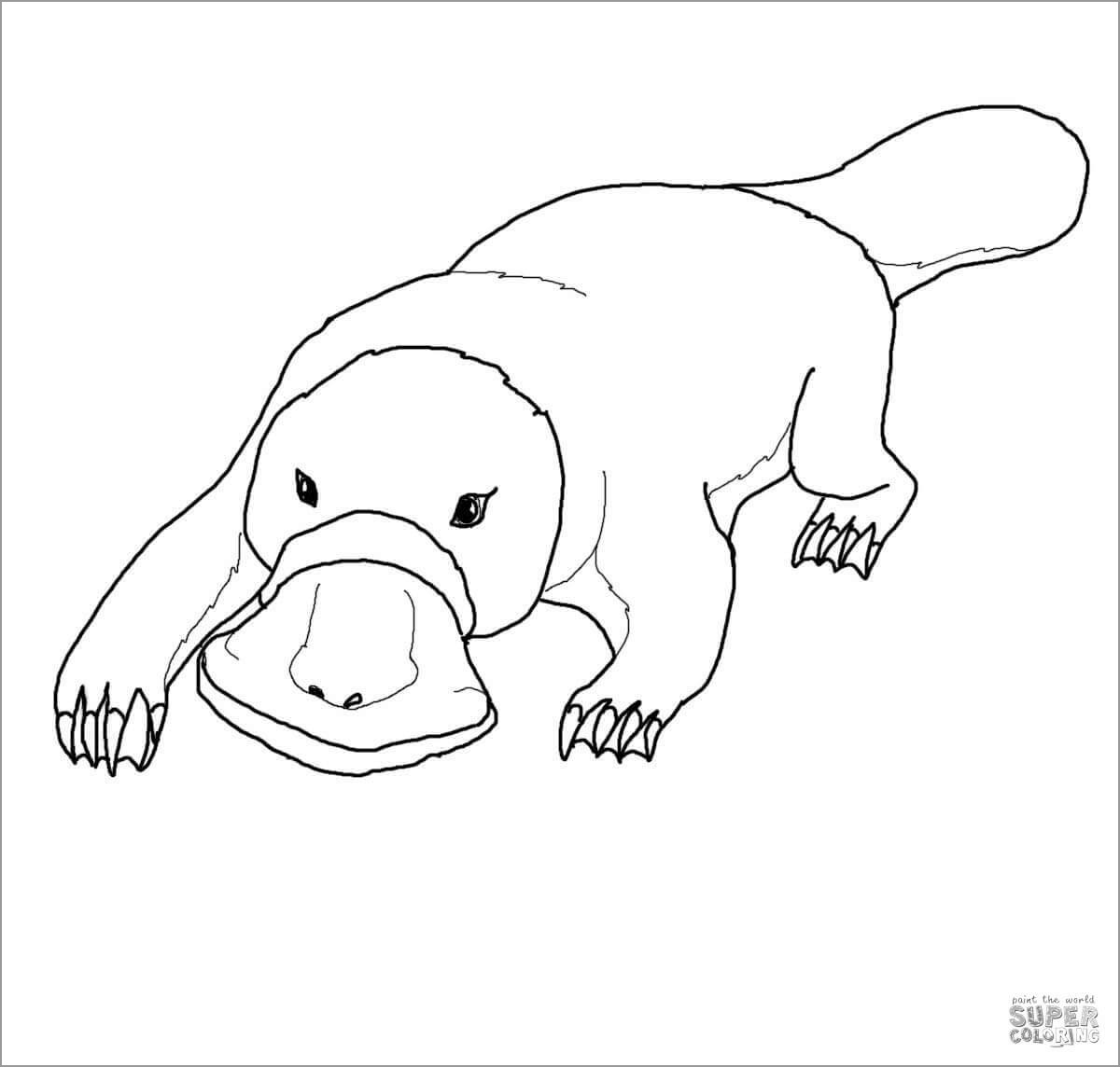Printable Platypus Coloring Page for Kids
