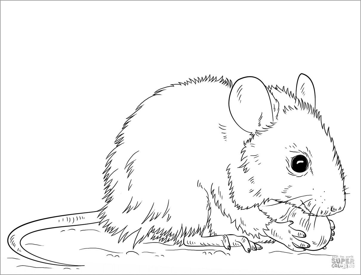 Printable Rat Coloring Pages for Kids   ColoringBay