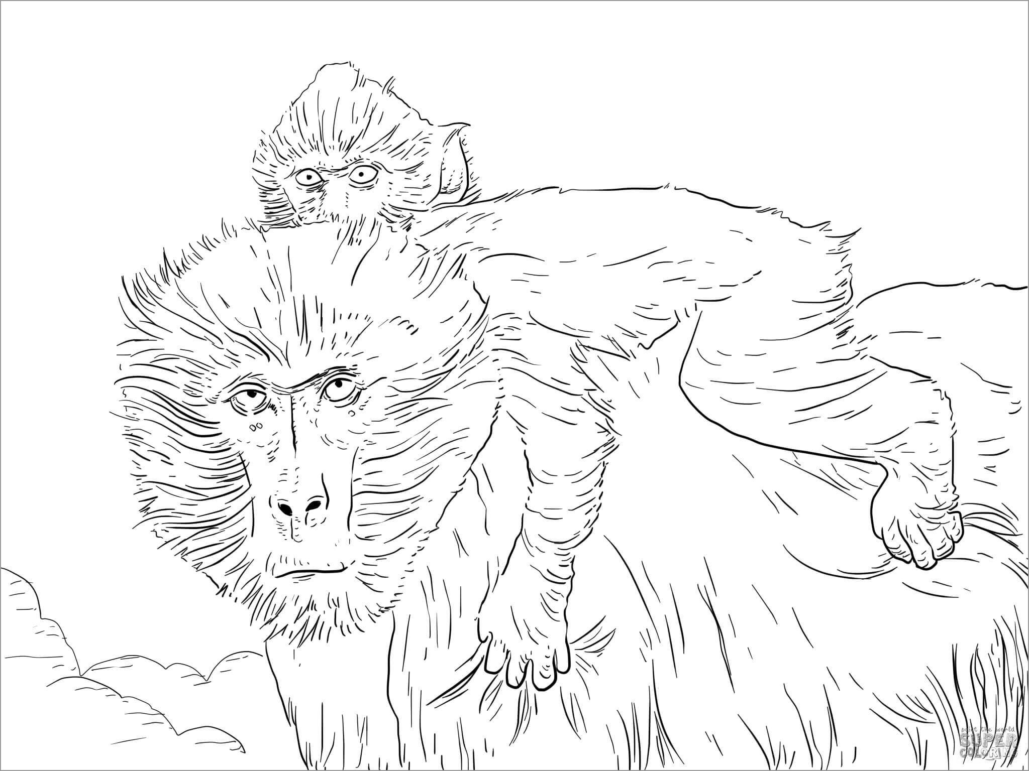 Printable Realistic Baboon Moms and Baby Coloring Pages