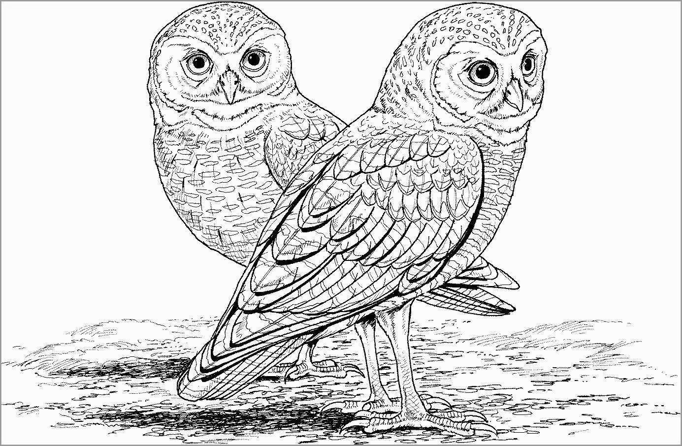 Printable Realistic Owl Coloring Pages for Kids