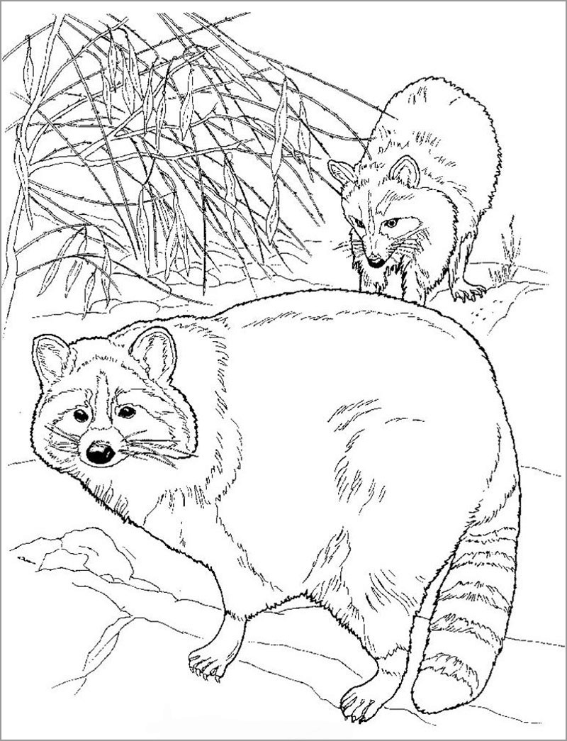 Printable Realistic Raccoon Coloring Page