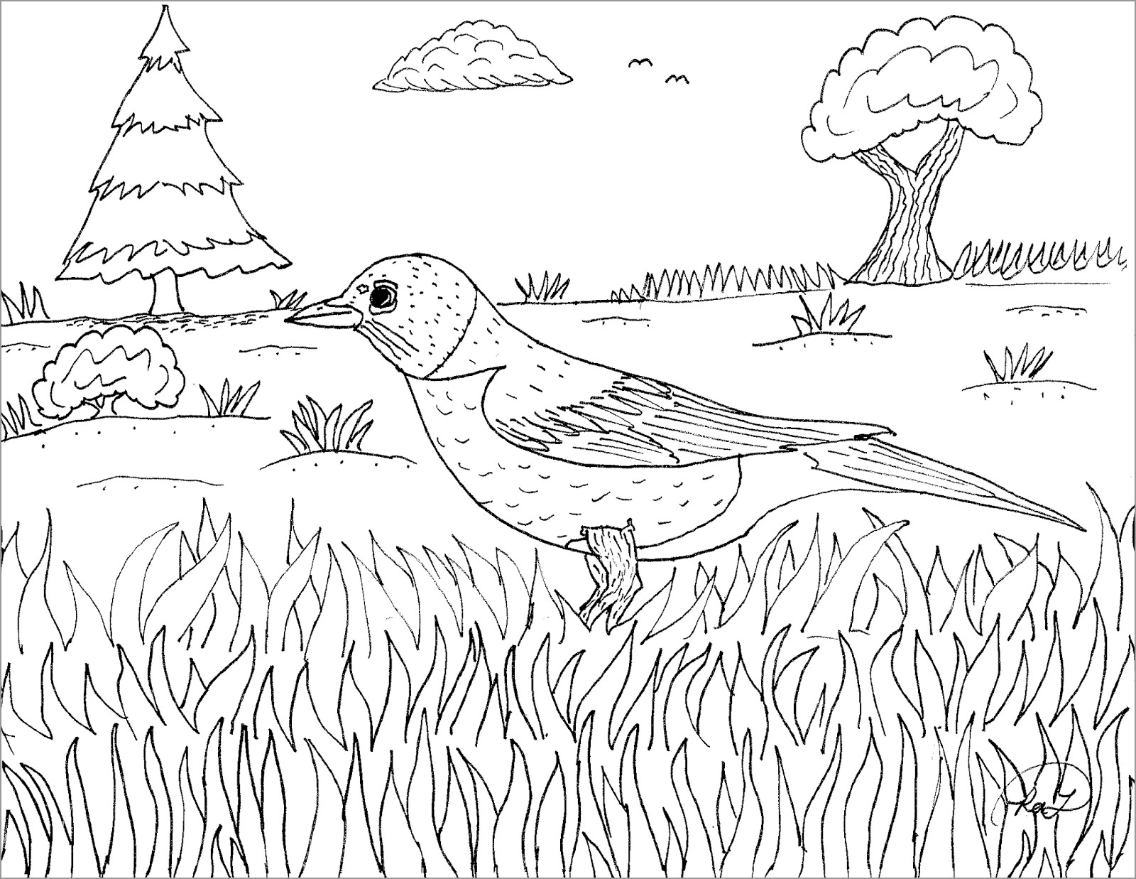 Printable Robin Coloring Page for Adult