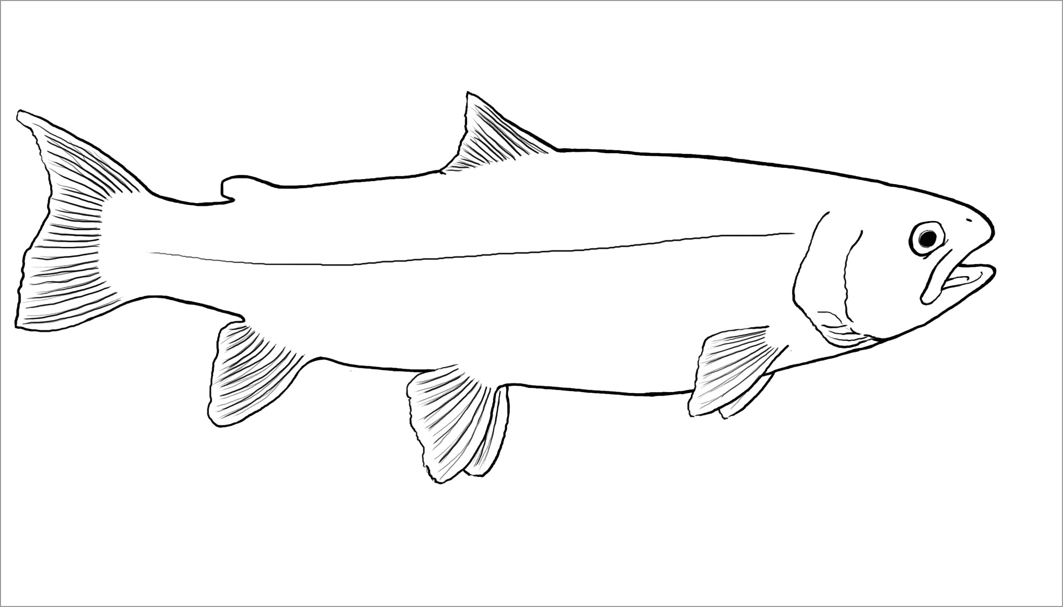 Salmon Coloring Pages ColoringBay