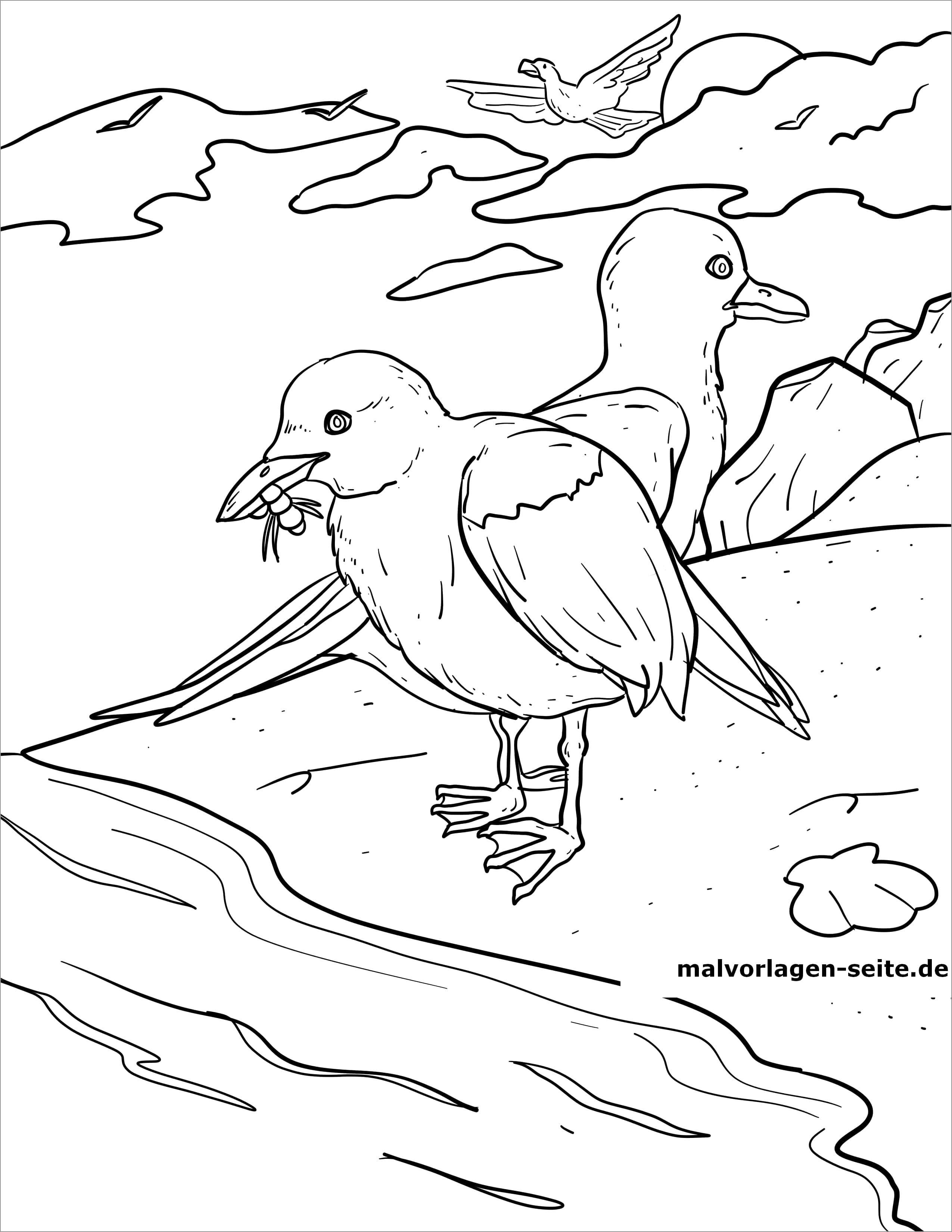 Printable Seagull Coloring Page
